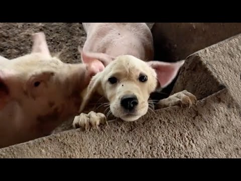 Eating the pigs' leftovers, the skinny puppy jumped up for help when chased away by the pigs