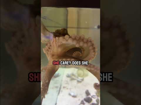 Can Susie the octopus find the crab?