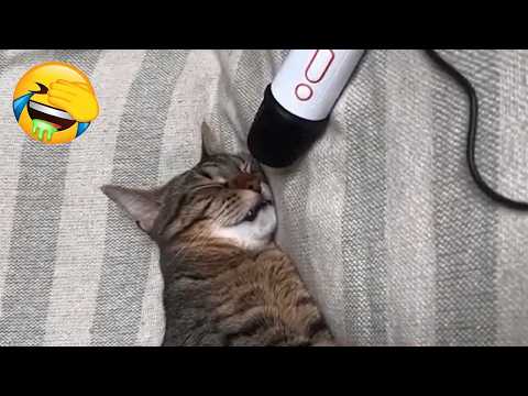 Try Not To Laugh - CUTE and FUNNY CATS - Daily Supply of Internet Cats EP9