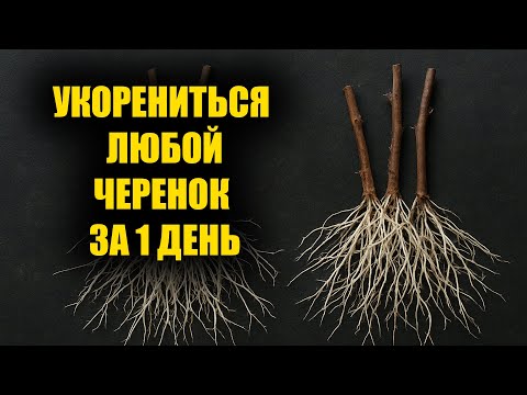 The roots are growing like crazy! The best way to root any cutting, roses, or grapes!