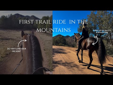 Will My Young Ex-Racehorse Handle His First Mountain Trail Ride? | OTTB Training