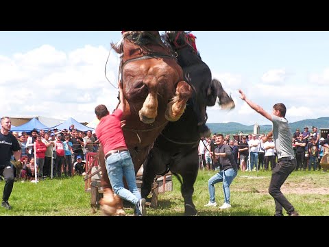 Cai de tracțiune proba de dublu Baia Mare
