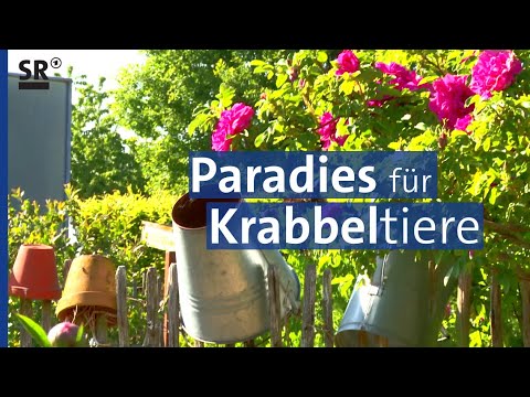 Wunderbare Gärten: Blühende Oasen für Bienen & Schmetterlinge | Saar Natur