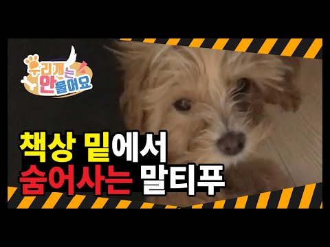 너는 뭐가 무서워서 숨어서 사는 거니? 응?! 책상 밑에서 숨어 사는 말티푸 코코 #우리개연구소 #우리개는안물어요