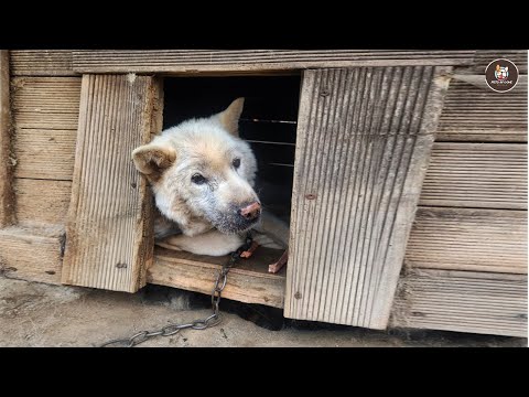 Caged for 15 years, he cried the moment he was hugged and loved