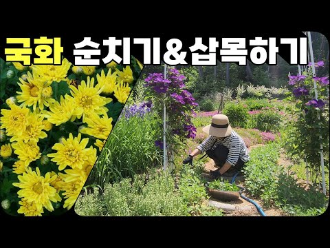 국화 순치기&삽목하기 | 모종판에 3종류 흙으로 삽목하기 | 강원도 정원
