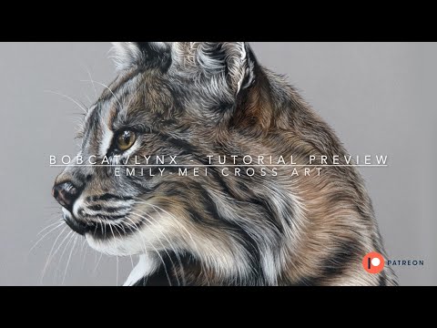 Learn to draw a bobcat/lynx - tutorial preview #beginnerartists #pastelpencils #patreon #softpastels