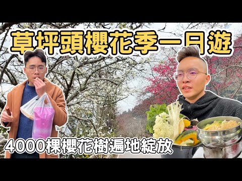 【ManLife】南投信義草坪頭櫻花季一日遊｜4000棵櫻花樹遍地綻放 高山蔬菜小火鍋Nantou one day tour 《阿滿生活｜南投》