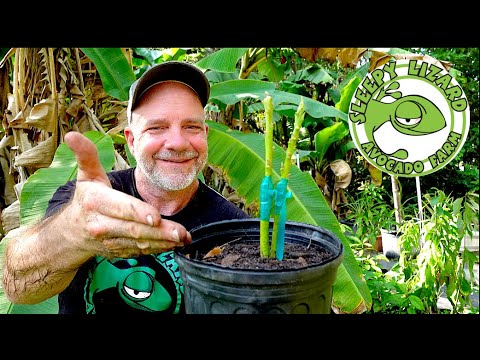 Grafting Two Varieties of Avocado Onto One Tree