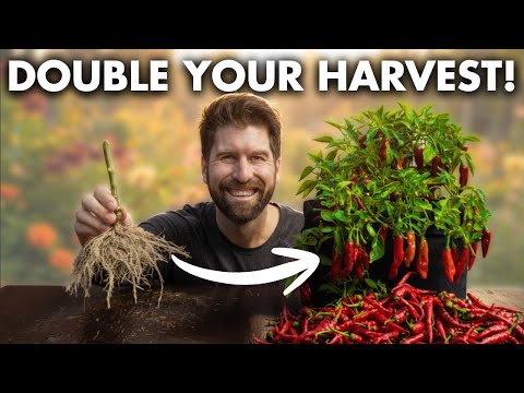 How to Overwinter Peppers to DOUBLE Your Harvest Next Year!