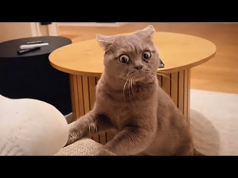 When a Cat Thinks Everything Is Fine… Until It Isn’t 😂 Funny Cat Videos