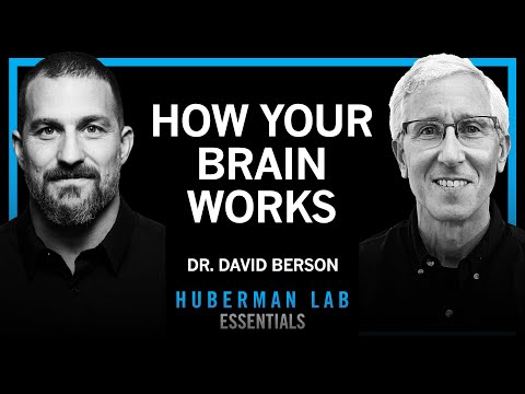Essentials: How Your Brain Functions & Interprets the World | Dr. David Berson