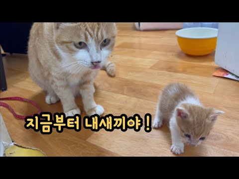 버려진 새끼고양이가 젖 동냥와서 벌어진 일 ~   대박.