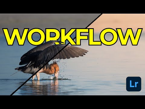 The One Lightroom Tool That Changed This Whole Wildlife Edit