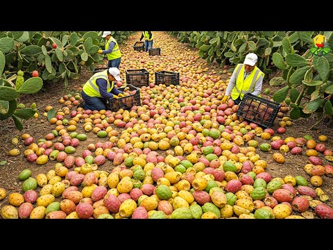 La Mayor Cosecha de 2025 🥦🍇 CÓMO se COSECHAN MILLONES de TONELADAS de FRUTAS y VERDURAS