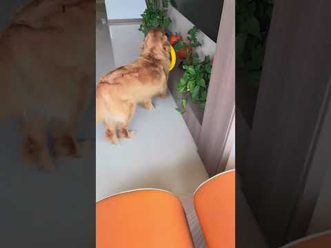 Wanna go outside to play😂 #dogs #funnyanimals #puppy #hilarious #funnydogs