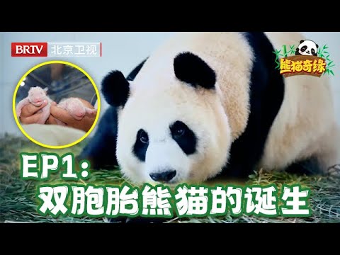 看哭了！大熊猫妈妈九死一生,生下双胞胎宝宝,饲养员带宝宝检查身体,妈妈焦急到不行！【熊猫奇缘 完整版】