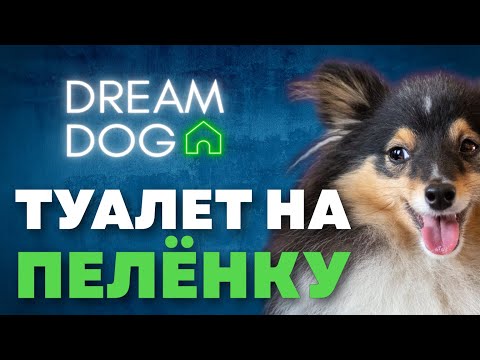 Toilet training on a diaper 🐶 Teaching a puppy to use a litter box