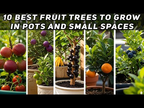 10 Best Fruit Trees to Grow in Pots and Small Spaces