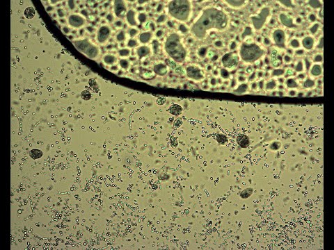Инфузория туфелька, коловратка, бактерии под микроскопом Микромед 1