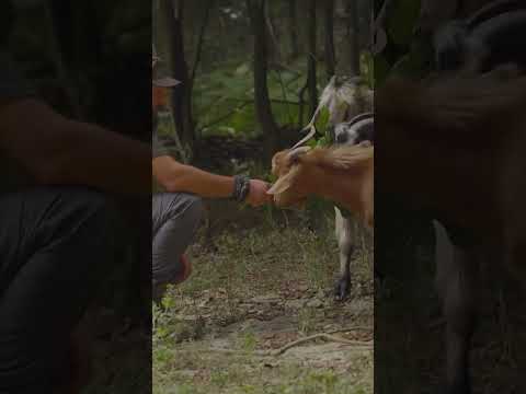 The Beauty of Nature Begins With Taking Good Care of It! #shorts