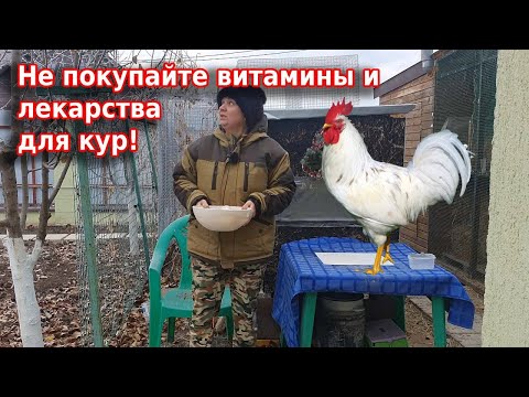 Чем пропаивать кур 🐔 Витамины для кур чеснок+яблочный уксус