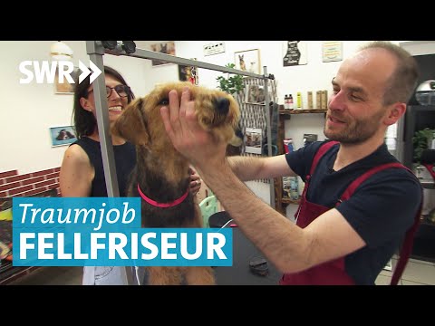 Fellpflege bei Vierbeinern – Unterwegs mit dem mobilen Hundefriseur