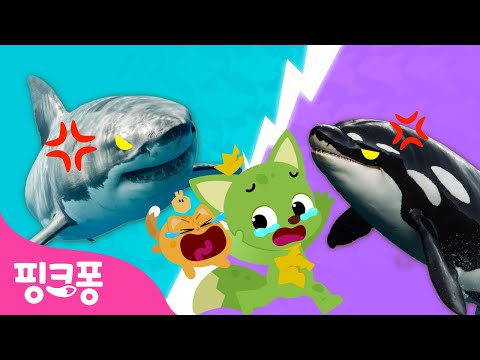 [NEW⭐️] 상어 VS 범고래, 누가 이길까?! | 핑크퐁, 그거 알아? | +모음집 | 과학동요 | 동물동요 | #공부친구 | 핑크퐁! 인기동요