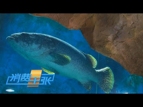 野生VS养殖，石斑鱼大比拼！为何养殖石斑鱼多为雌性？揭秘石斑鱼价格亲民背后的秘密 「消费主张」 20240614 | 财经风云
