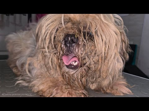 Neglected Shih Tzu Rescue Gets the Grooming Glow-Up She Deserved