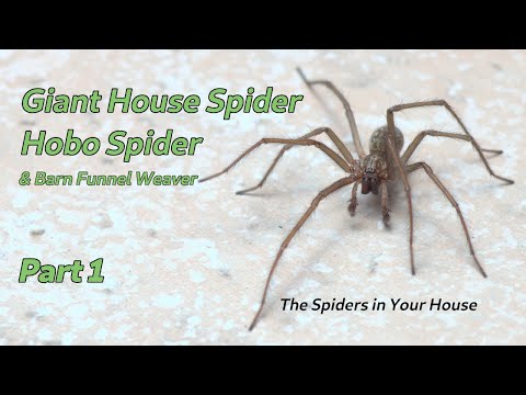 Giant House Spider, Hobo Spider, & Barn Funnel Weaver, Part 1 - The Spiders in Your House