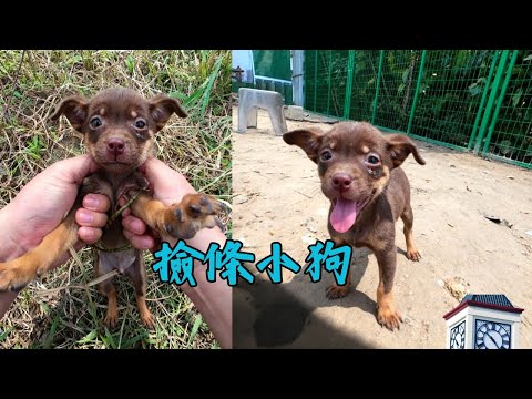 居然撿了條棕色的田園犬！棕色四眼小狗子真是太可愛了！越愛狗越招狗！ #農村生活_#小狗狗_#不養狗