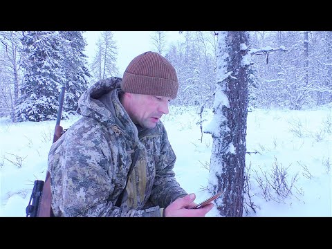 HOW I MET TWO LYNXES IN THE TAIGA / I'M GOING ON SKIS TO LOOK FOR ELK CROSSINGS / WALKING IS BECO...