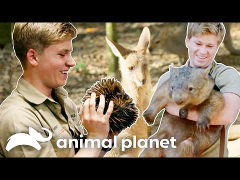 Robert Irwin's CUTEST Moments with Cute Animals | Crikey! It's The Irwins | Animal Planet