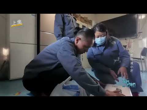 2025 凌小芒救援紀錄 Snow Leopard LINXIAOMANG rescured documentary