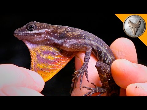 Mysterious Water Anole