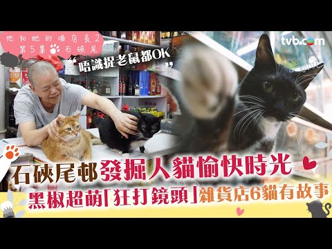 #他和她的喵店長2|石硤尾邨貓店長黑椒狂打鏡頭4連環!雜貨舖店主收養6大愛貓有趣故事 仲有兩隻耳仔圓圓超可愛|#炎明熹 聲音導航