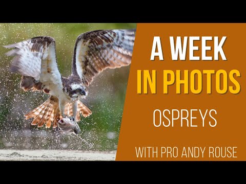 Pro Andy Rouse talks Ospreys at  high iso, slow mo, blurring wings and reflections on Sony A1 Mark 2