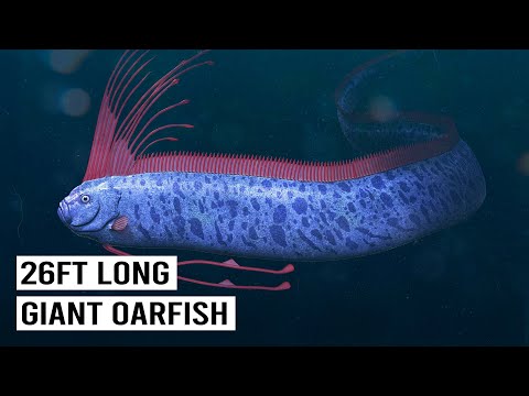 Searching For The Elusive Doomsday Fish