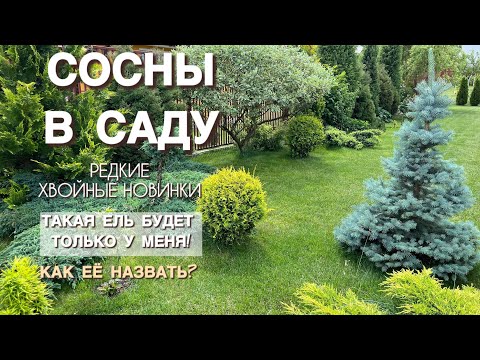СОСНЫ В ХВОЙНОЙ КОЛЛЕКЦИИ. РЕДКИЕ НОВИНКИ В САДУ.