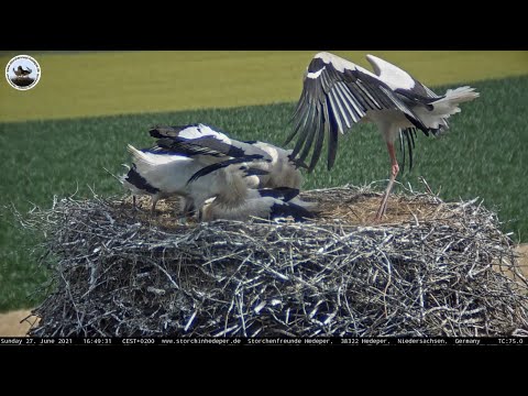 Fremdstorch 8T084 landet in Hedeper für 5 Minuten und wird angebettelt.