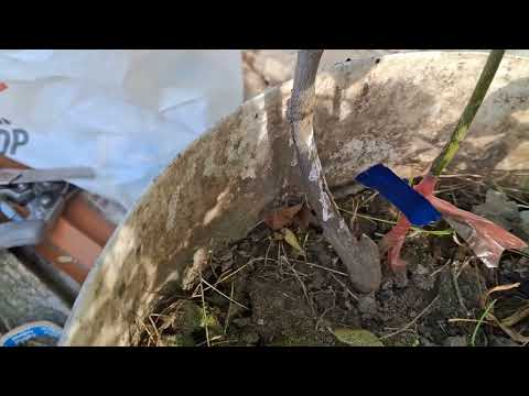 Прививка зизифуса почкой летом