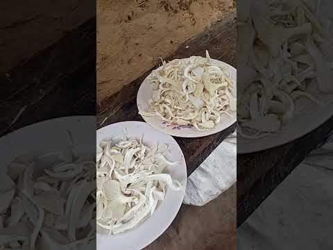 Perfect Soft Chapati & Mushrooms EVERY TIME | Basic Recipe #shorts