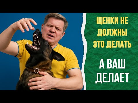 Как отучить щенка кусаться? Исправляем за 7 минут.