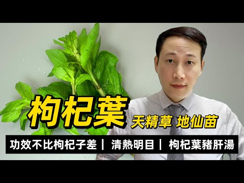 枸杞葉，可能比枸杞子更加適合你，在中醫究竟有什麼功效，點解營養價值高，有何需要注意的？