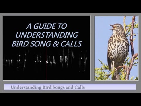 A GUIDE TO UNDERSTANDING BIRD SONG AND CALLS