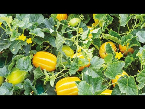 업그레이드 된 초보 텃밭용 참외 순치는 법과 재배 방법