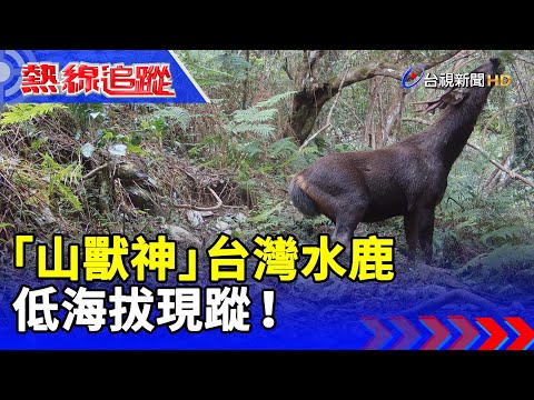 「山獸神」 台灣水鹿 低海拔現蹤!【熱線追蹤】