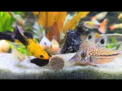 🐟Aquarium Feeding Time 🐠Freshwater Fish