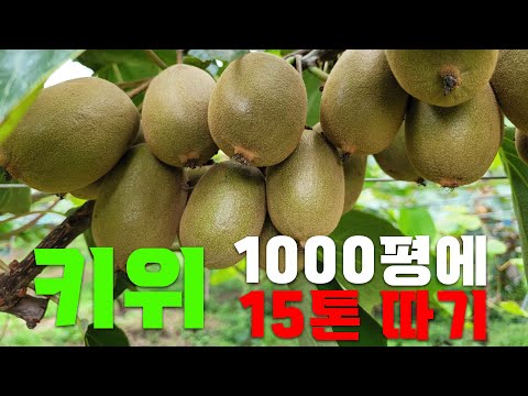 키위 1천평에 15톤 수확 노하우!!ㅣ다래명인의 재배방법 대공개 ㅣ 1천평에 5천만원 수입가능